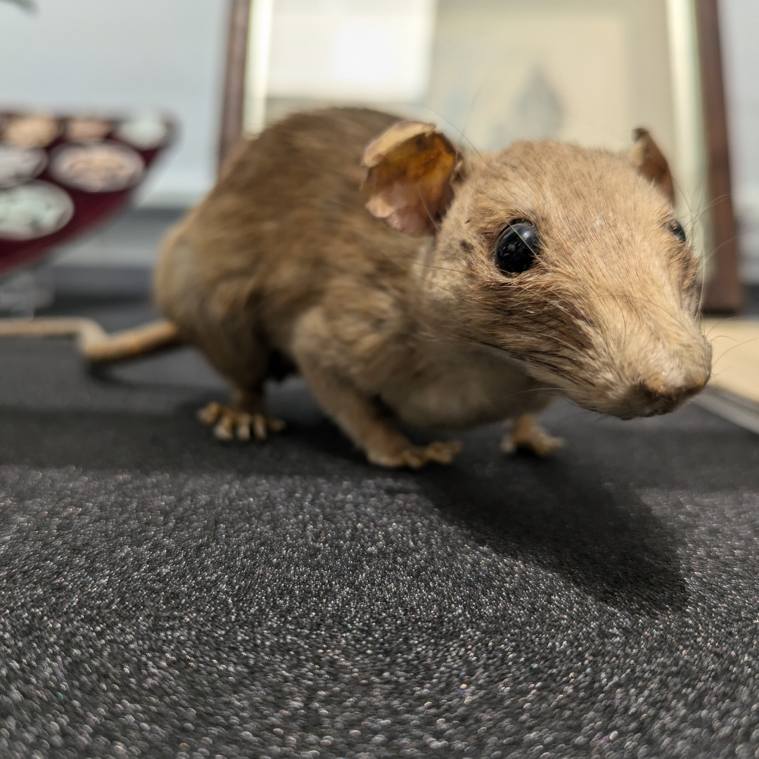 Museum & Art Swindon - October 2024: Rat Week
