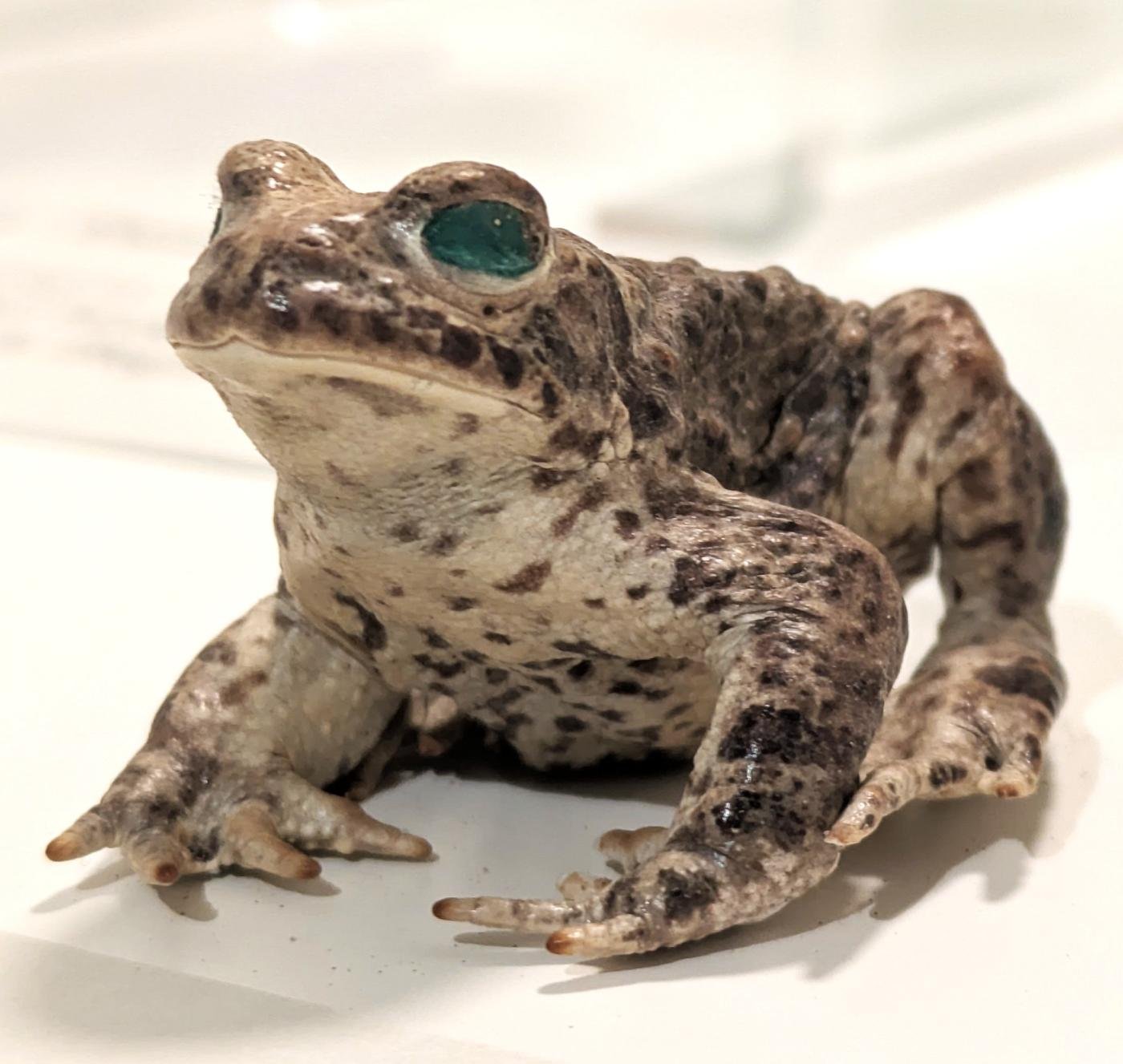 Museum & Art Swindon - October 2026: Natterjack Toad