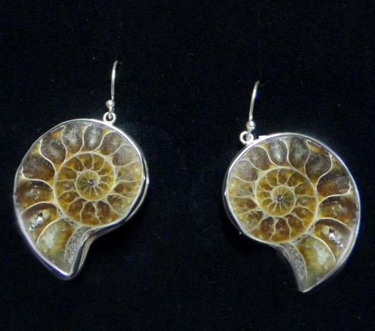 Ammonite Earrings