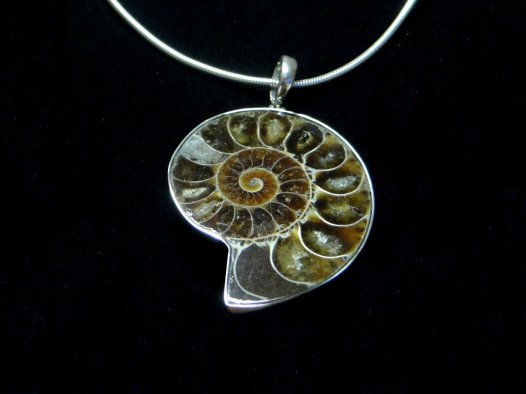 Museum & Art Swindon - Ammonite Pendant
