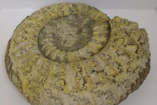 Ammonite at Museum & Art Swindon