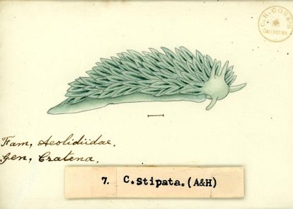 Museum & Art Swindon - Item of the month