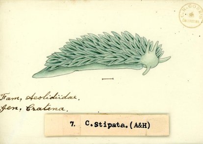 Museum & Art Swindon - Collections